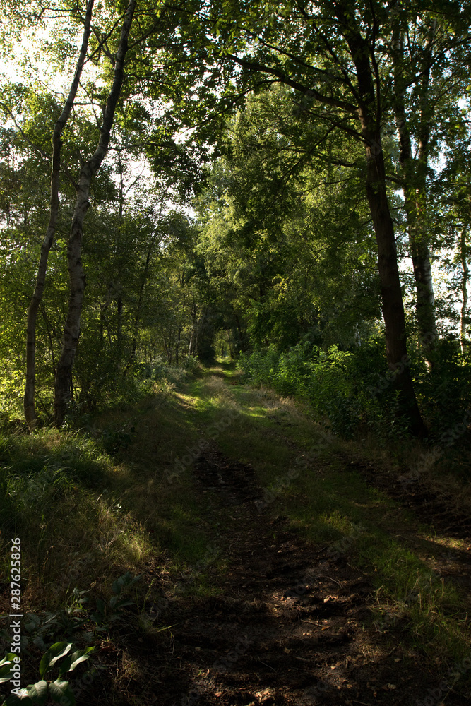blick in hochkant auf einen pfad moor in Herzlake emsland deutschland fotografiert beim gang durch das moor an einem sonnigen tag blick in hochkant auf einen pfad moor in Herzlake emsland deutschland fotografiert beim gang durch das moor an einem sonnigen tag
