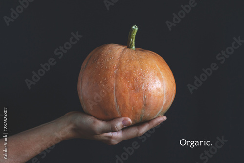 Women's hand are holding pumpkin with Organic text. Farm calendar. Close up