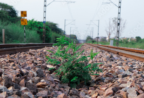 plant in the railway track