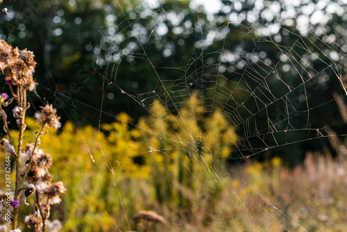 Spider web between plants, Old Spider Web