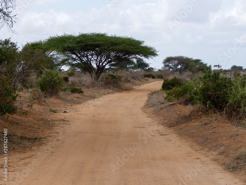 Savannenlandschaft in Tsavo Ost Kenia