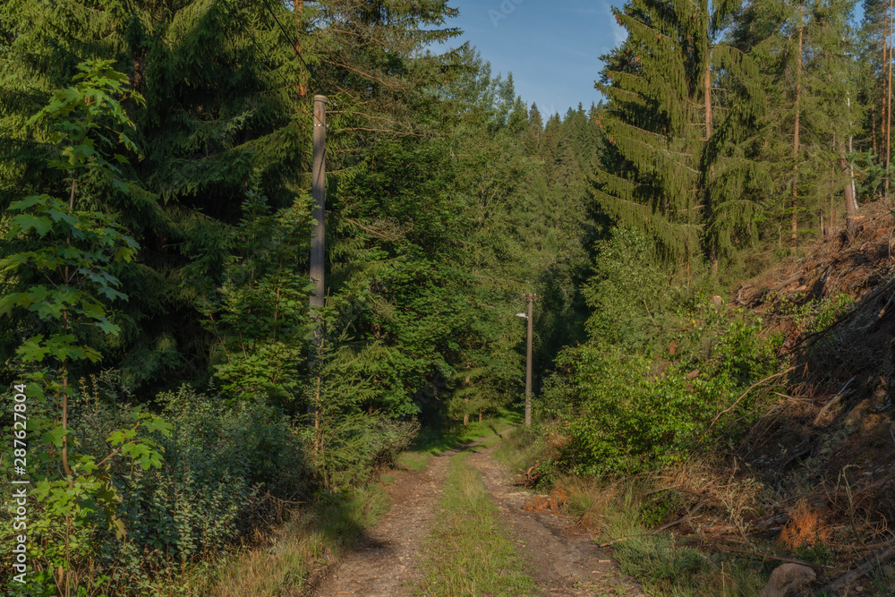 Forest near Skrivan creek in Krusne mountains in summer nice sunny day Forest near Skrivan creek in Krusne mountains in summer nice sunny day