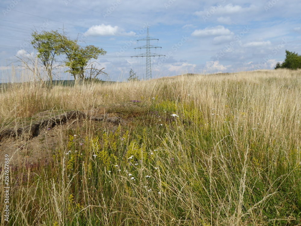 Fototapeta premium Wildblumen