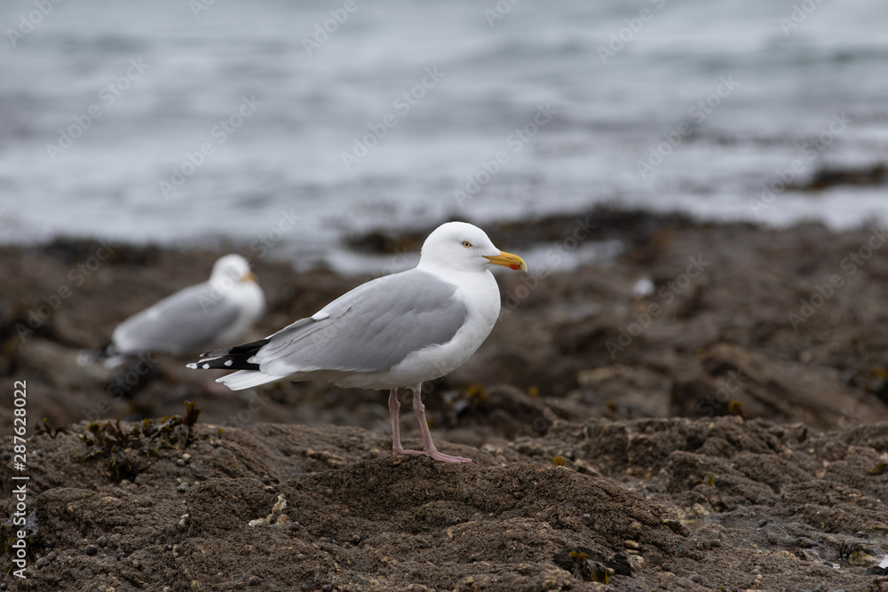 Fototapeta premium seagulls on rocks