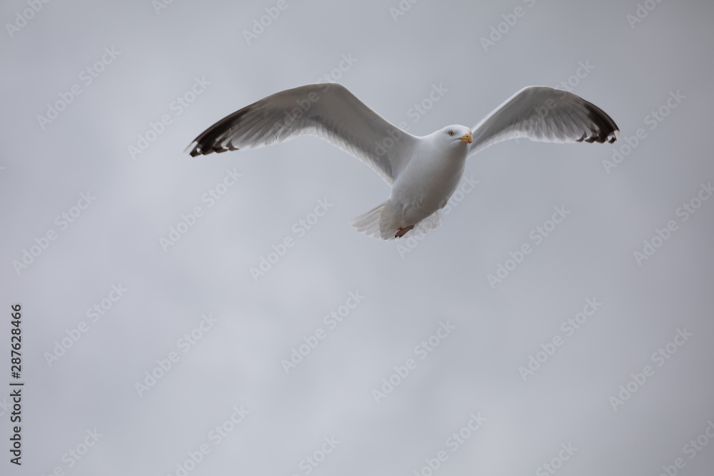 Obraz premium Flying seagull