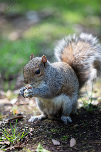 Squirrel eating a peanut