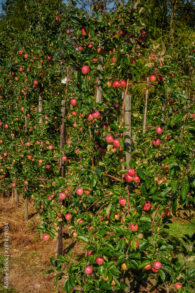 Poland around the city of Elblag, growing apples Poland around the city of Elblag, growing apples