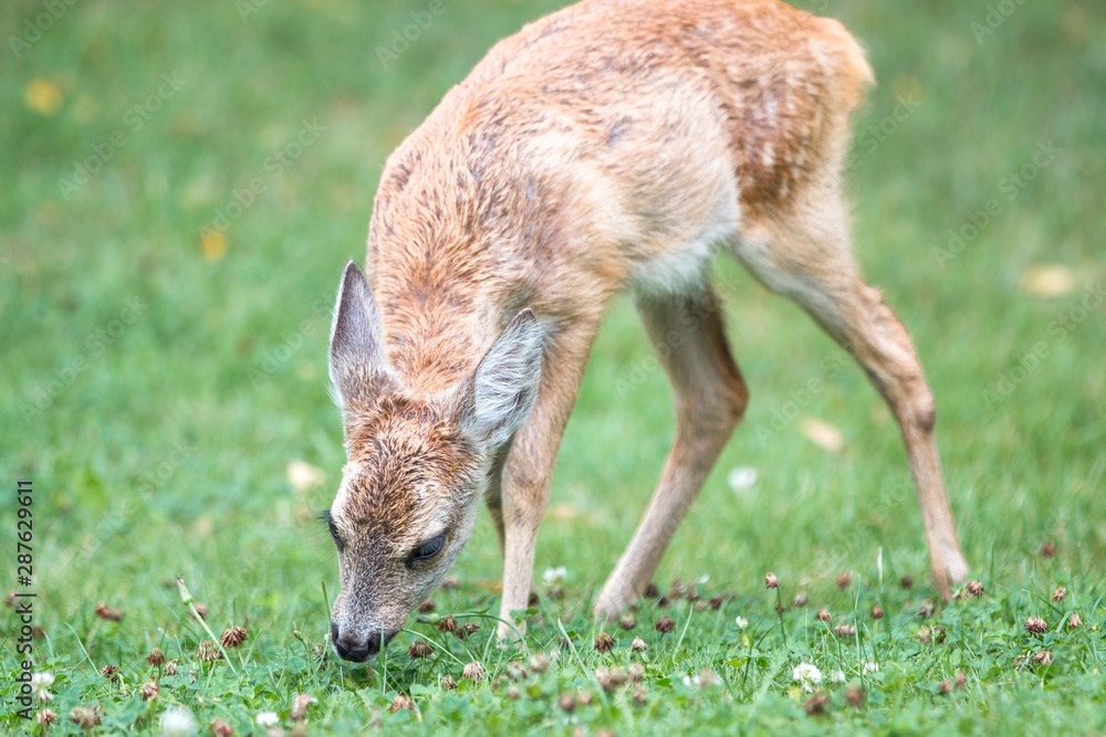 Fototapeta premium Deer Fawn (Capreolus capreolus, Reh, Kitz, Rehkitz)