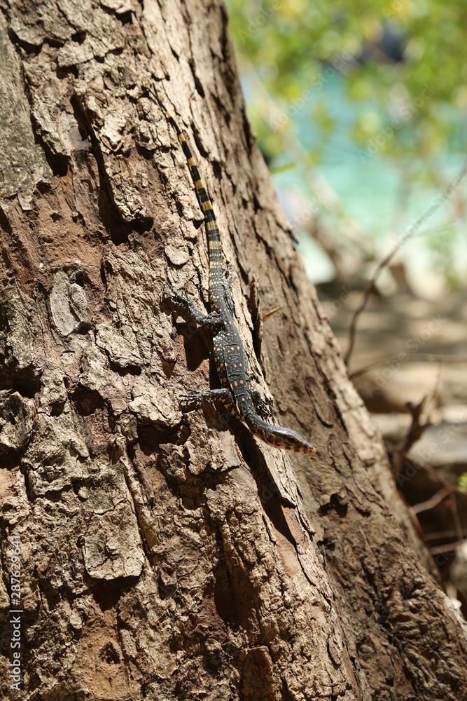 Young monitor lizard at a tree next to Phranang beach, Thailand. Young monitor lizard at a tree next to Phranang beach, Thailand.