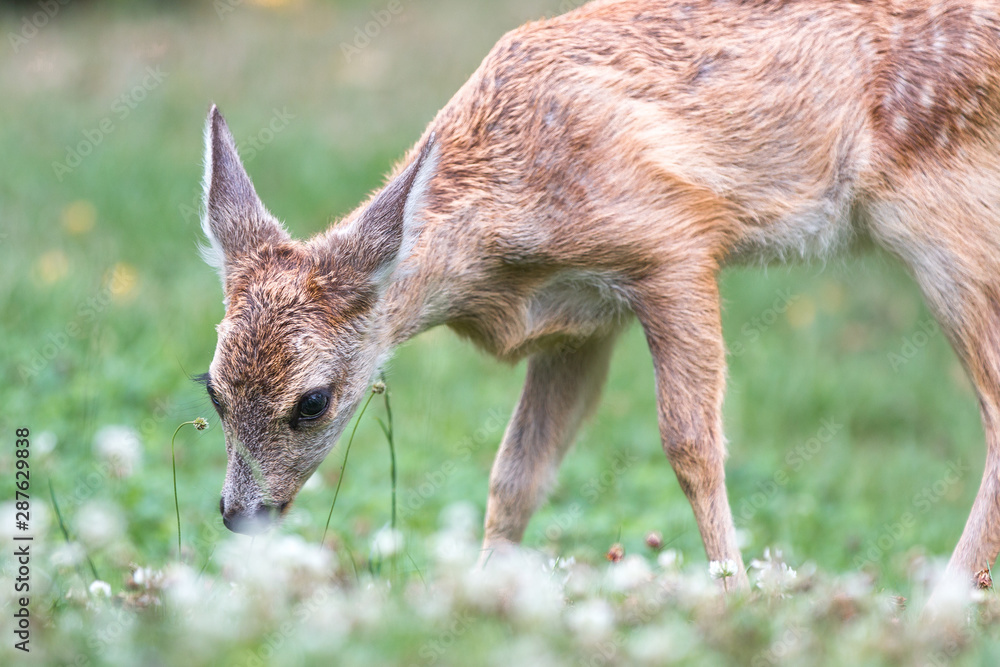 Deer Fawn (Capreolus capreolus, Reh, Kitz, Rehkitz) Deer Fawn (Capreolus capreolus, Reh, Kitz, Rehkitz)