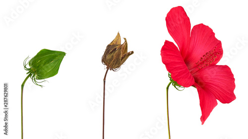 Φωτογραφία dry brown hibiscus seed box, blooming hibiscus bud and unblown