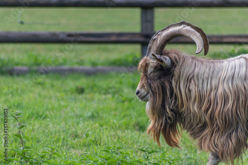 Konstfotografi Stolzer Ziegenbock oder Geißbock als Leithammel einer eingezäunten Ziegenherde f