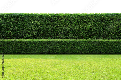 Long tree hedges, double layers  (two steps);  small and tall hedges.  photo