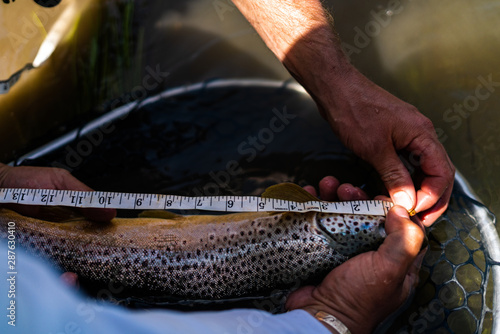 Measuring Fish