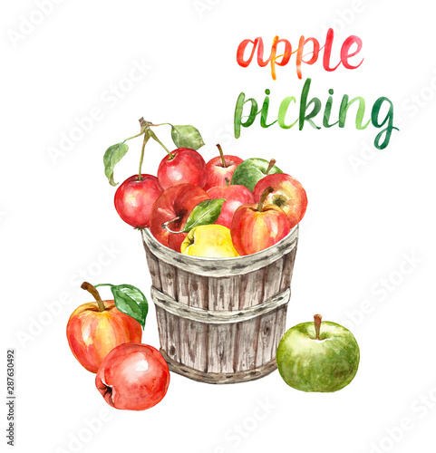 Obraz na plátně Watercolor fresh ripe apples in a wooden bushel basket, isolated