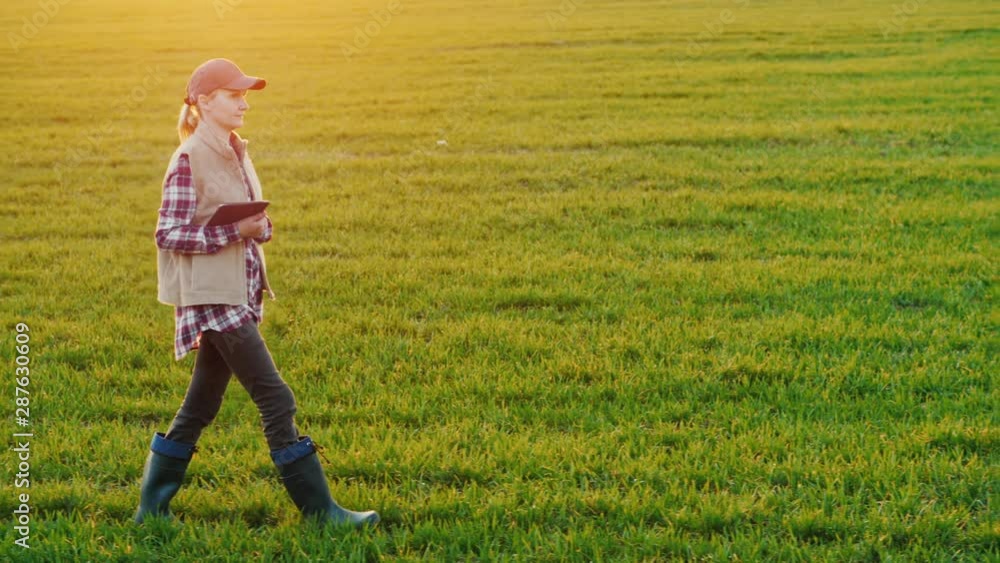 Young woman agronomist walks along a wheat field with a tablet in hand Young woman agronomist walks along a wheat field with a tablet in hand