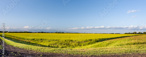 Blooming Mid-Summer Canola Crop in Manitoba