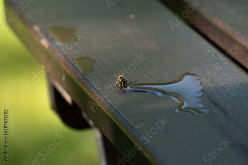 Wespen haben auch Durst
