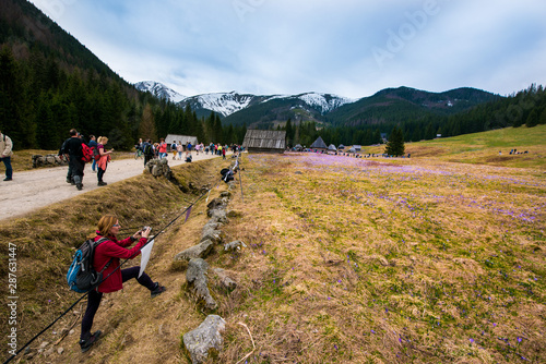 Fototapeta Naklejka Na Ścianę i Meble -  Zakopane, Poland - Apr 13 2018. Purple crocus flowers blooming in Chocholowska valley during spring season, Tatra Mountains, Poland