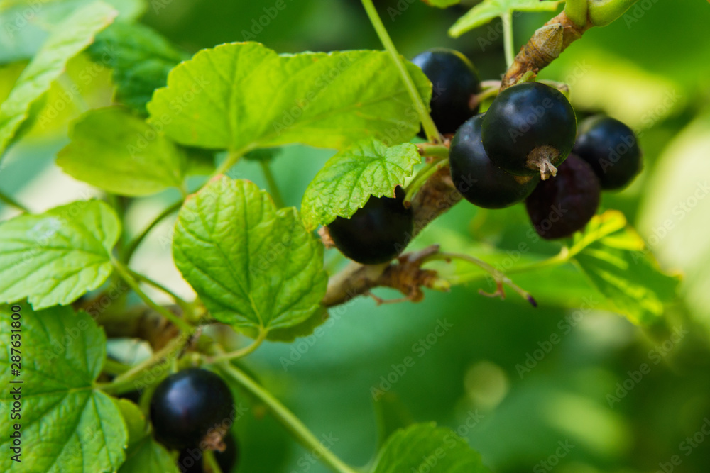 Black currant berries. Natural fresh products. Currant close up. Soft selective focus. Black currant berries. Natural fresh products. Currant close up. Soft selective focus.
