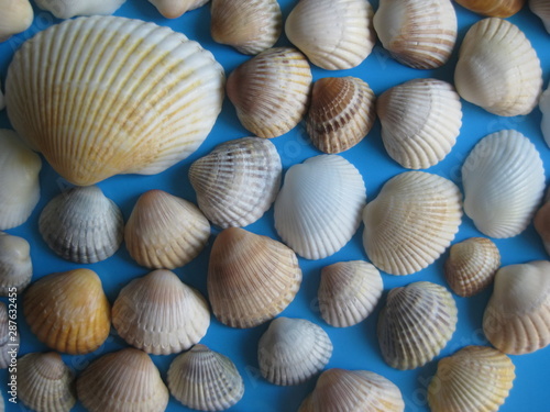 Cclose up of sea shells on colored background placed in circle