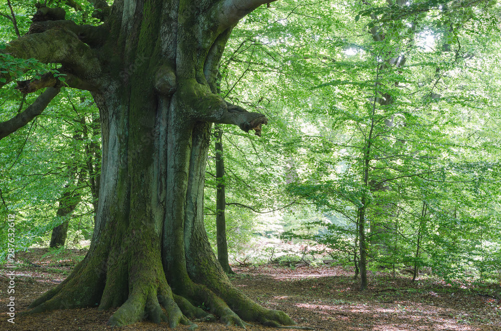 Fototapeta premium Very old beech in spring in a German nature reserve, called Sababurg; some young beech trees around; morning light
