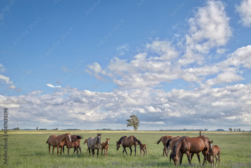 Wild polo horses in Argentina Wild polo horses in Argentina