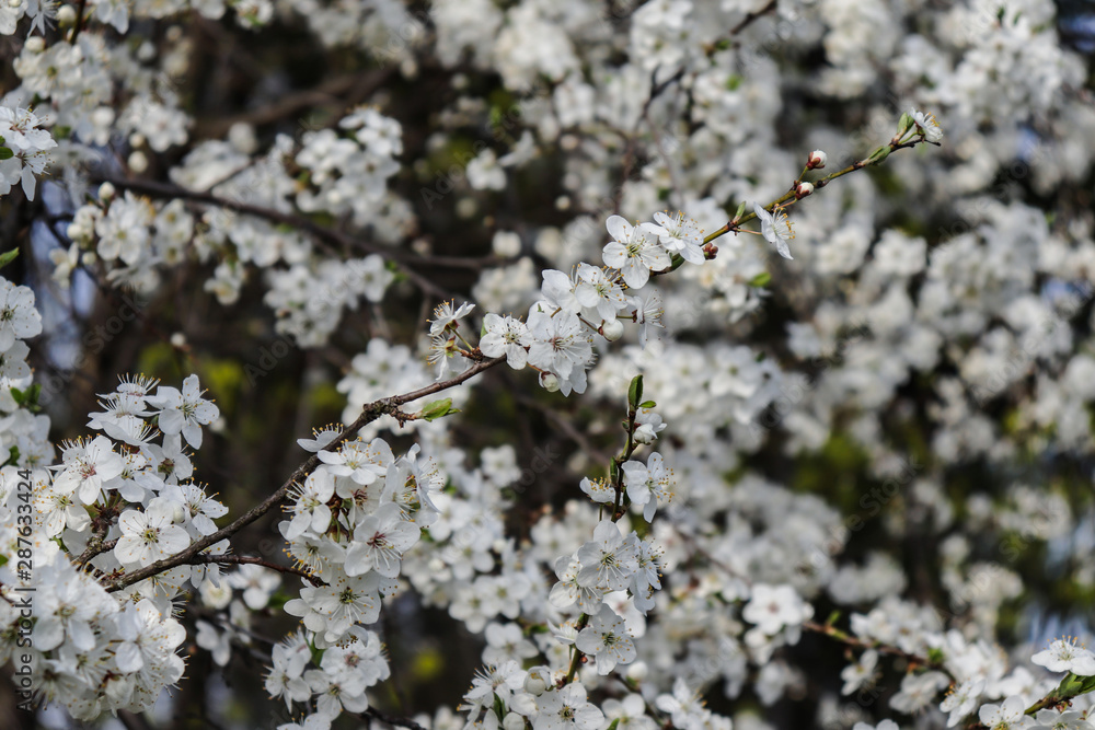 Flowering tree branch closeup.