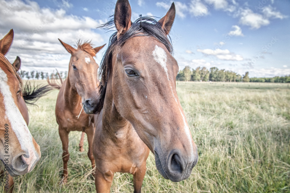 Fototapeta premium Polo youngsters
