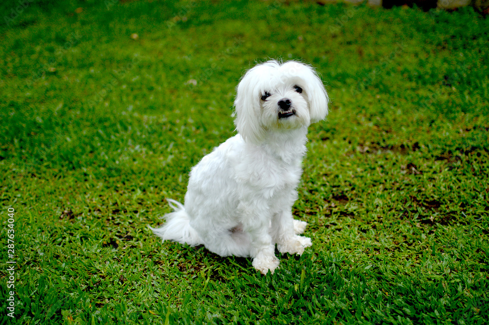 A white maltese dog in the park