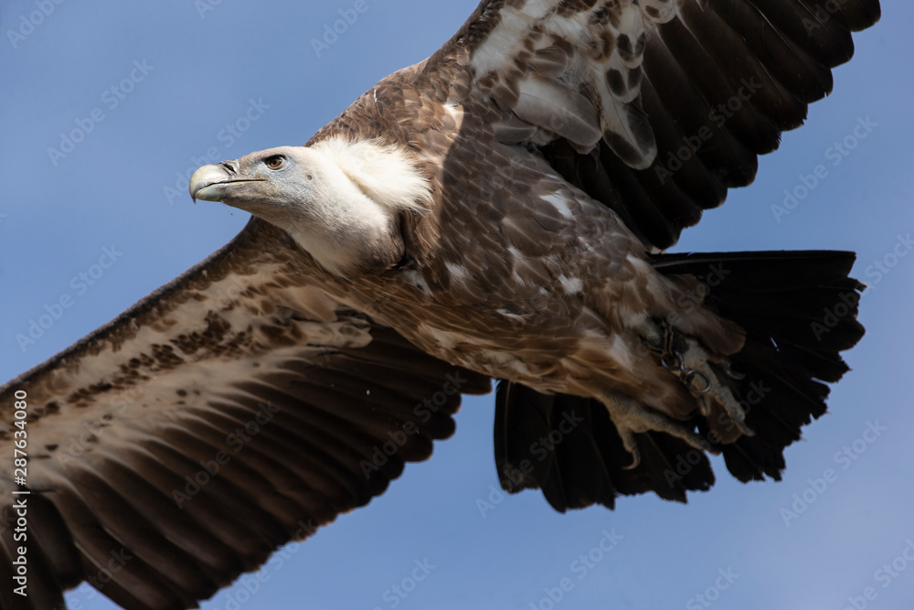 Obraz premium Condor