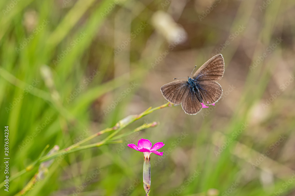 Obraz premium Nature