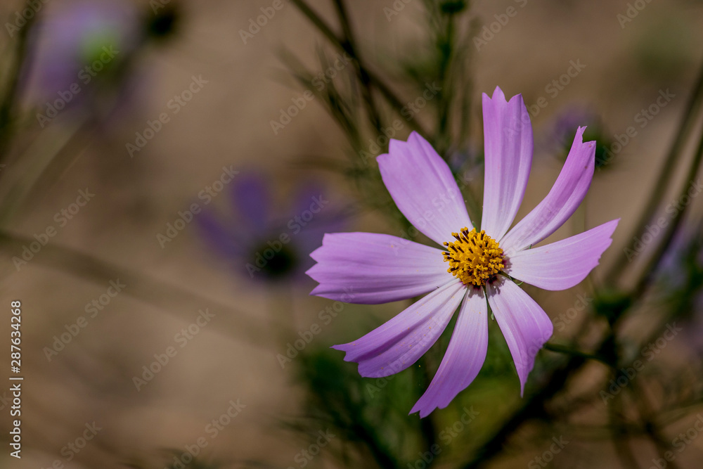 Fototapeta premium Close up Cosmea(Cosmos) summer garden flower. Beautiful pink flower on green background.