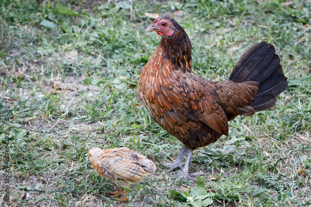Little chickens with bright plumage and a chicken mother walk around the farm yard, peck grass and grains, selective focus