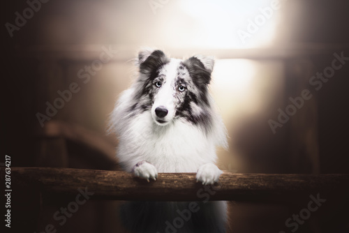 Fotografía Shetland shepherd in natural environment with beautifil light, bokeh