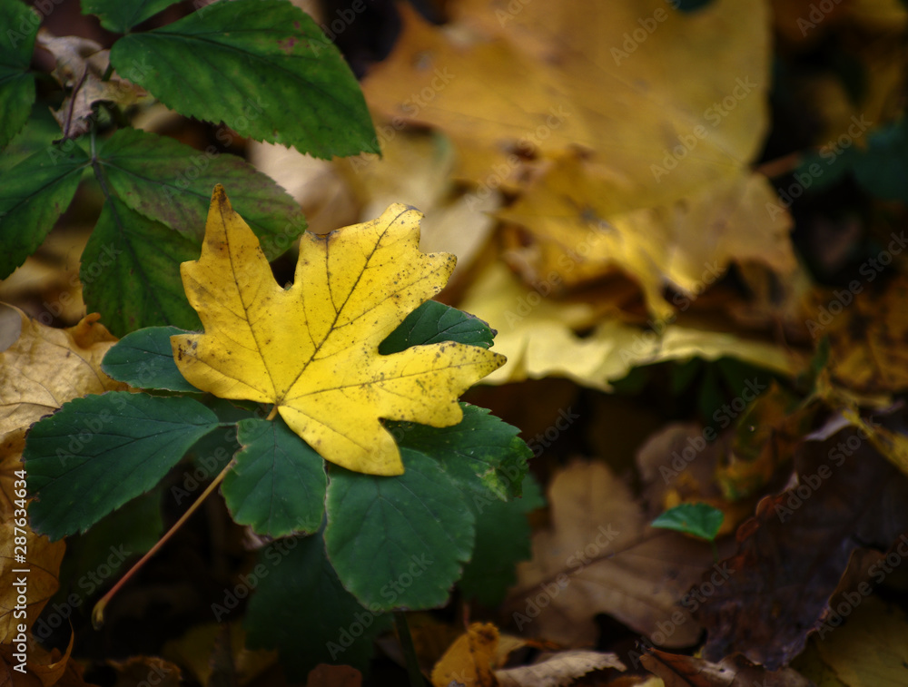 background texture of yellow leaves autumn leaf background background texture of yellow leaves autumn leaf background