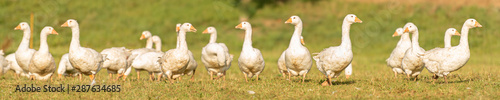 Many white fattening geese on a meadow