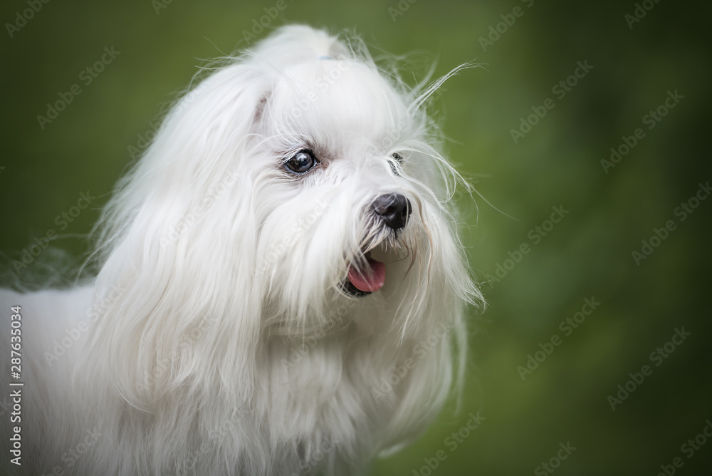 Maltese dog in natural environment with green grass
