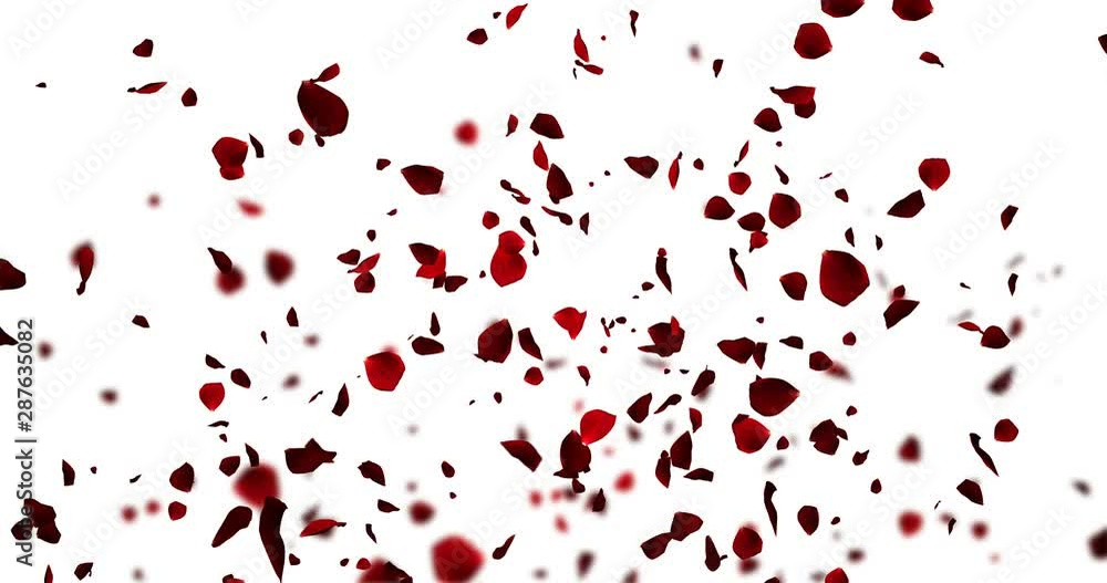 animation red rose petals flying with explosion from bottom on white background, love and valentine day relationship concept animation red rose petals flying with explosion from bottom on white background, love and valentine day relationship concept