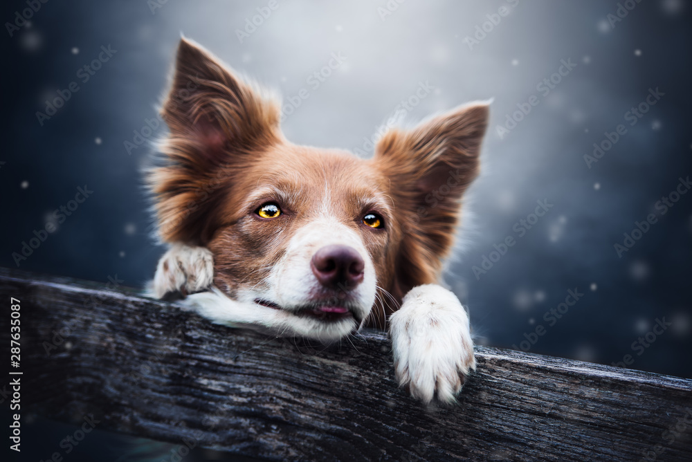 Border collie in a natural environment with snow - obrazy, fototapety, plakaty 