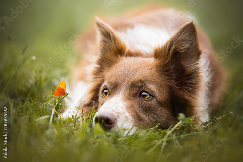 Cuadro en lienzo Border collie in a natural environment looking at a butterfly
