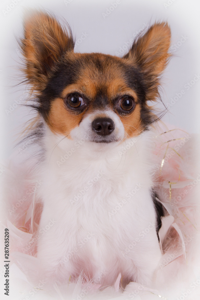 dog on white background dog on white background
