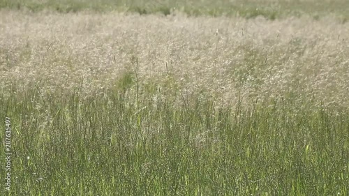 Tufted hairgrass (Deschampsia cespitosa) Wind swings a grass in summer sunny day photo