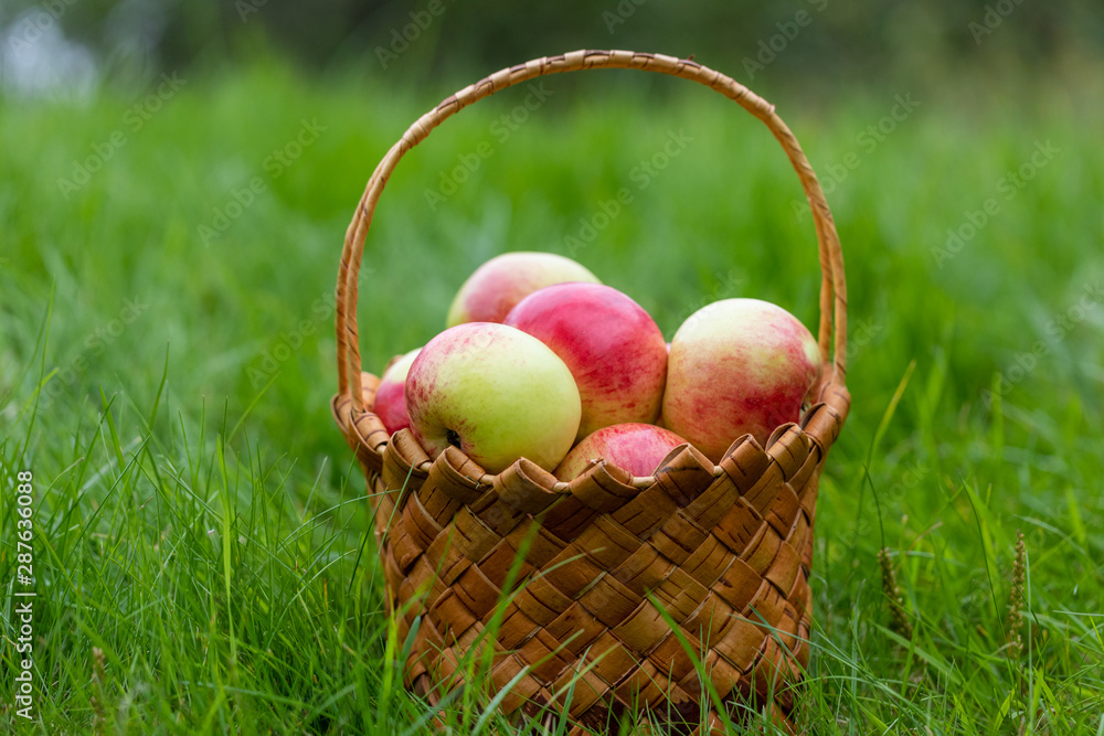 Harvesting in the fall. Basket with apples on a green background Harvesting in the fall. Basket with apples on a green background