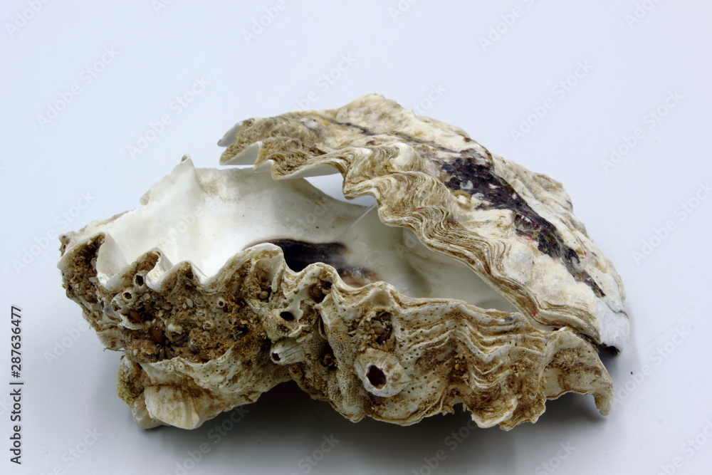 Oyster Shell Oyster Shell