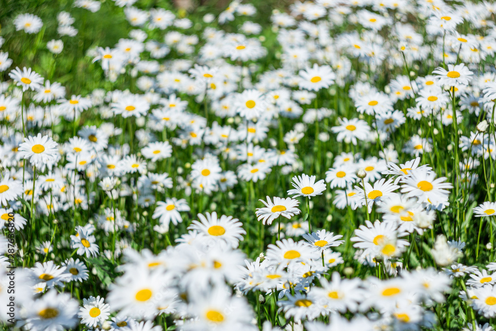 Chamomile flower field. Camomile in the nature. Field of camomiles at sunny day at nature. Camomile daisy flowers in spring day. Chamomile flowers field wide background in sun light