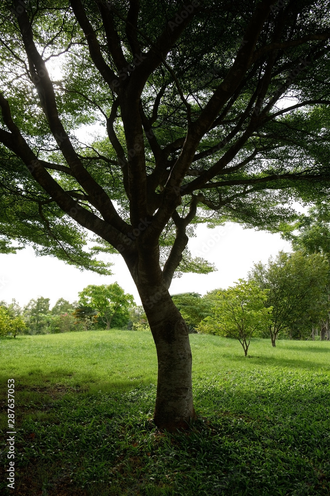 Obraz premium big tree in the park