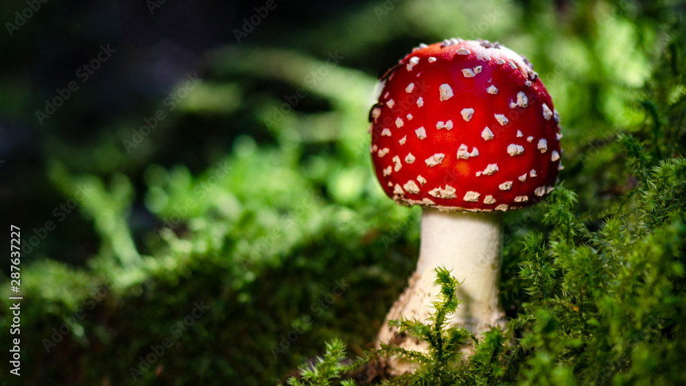 Wunderschöner Fliegenpilz im Wald angeleuchtet von der Sonne im Herbst Wunderschöner Fliegenpilz im Wald angeleuchtet von der Sonne im Herbst