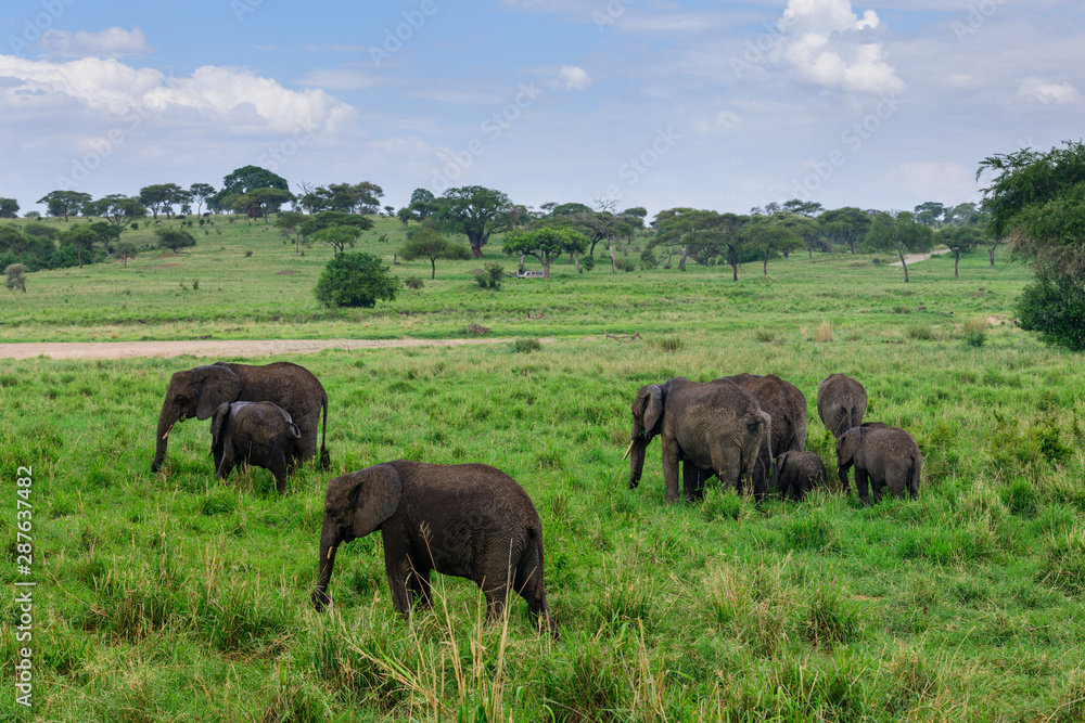 Wet elephants under small rain in Tarangire national park of Tanzania