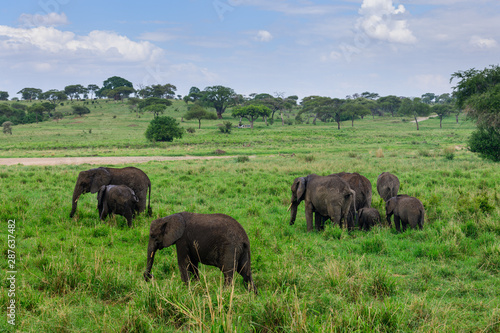 Wet elephants under small rain in Tarangire national park of Tanzania